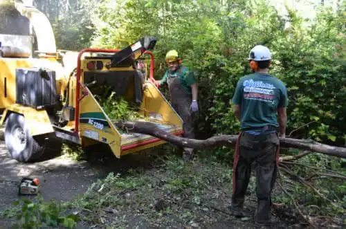 tree services Bucyrus